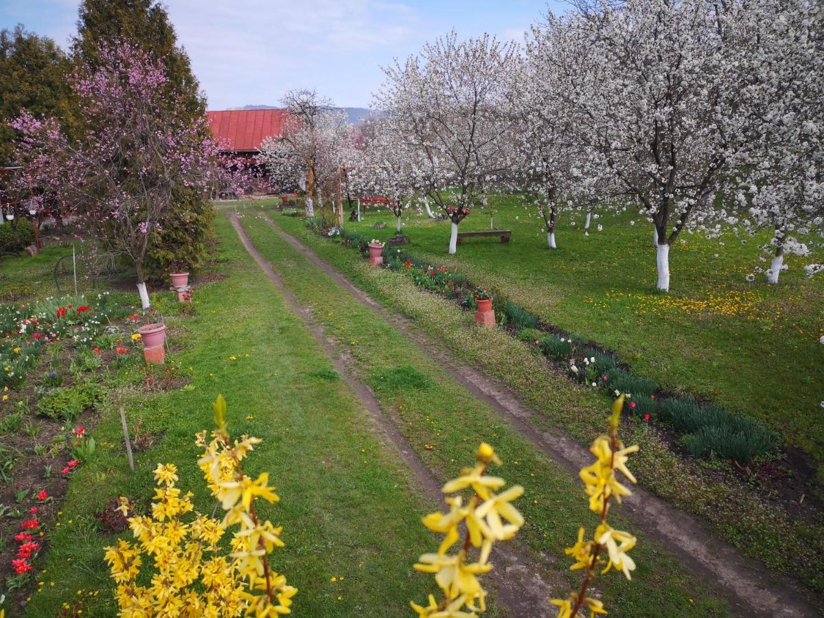 Casa Livada Bunicii Villa Tîrgu Ocna Buitenkant foto