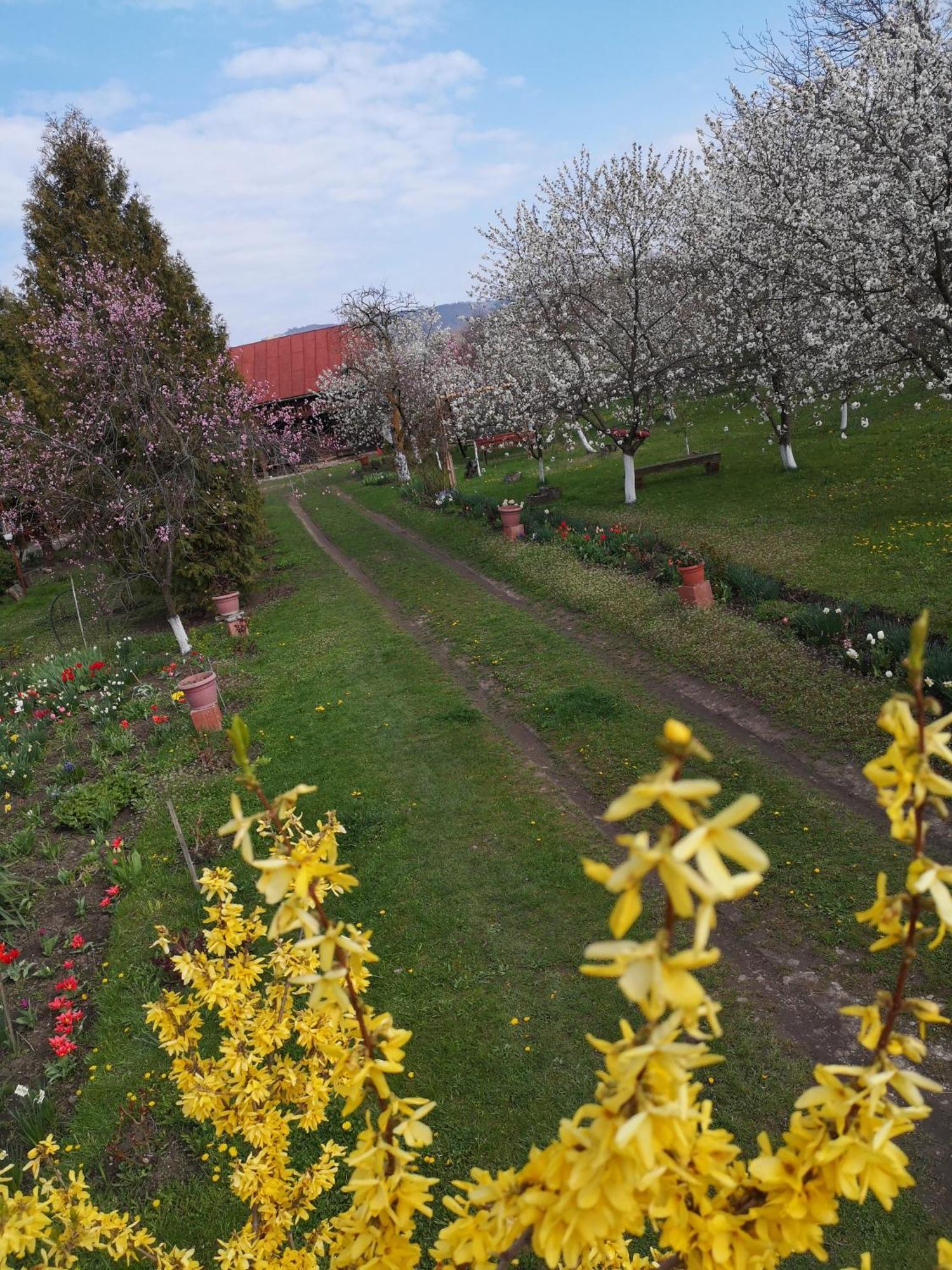 Casa Livada Bunicii Villa Tîrgu Ocna Buitenkant foto